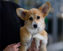 ADVANCE™ Sydney Royal Dog Show: Best Puppy in Show